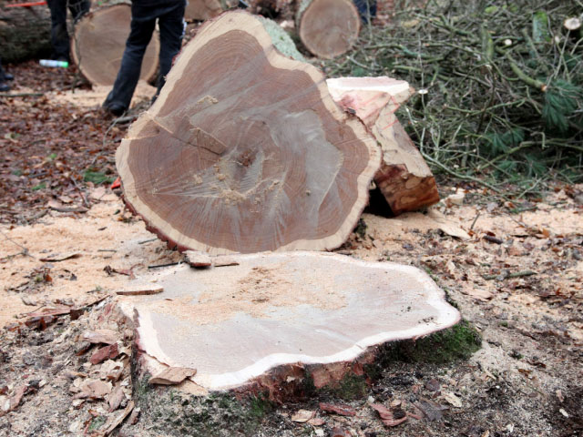 Projekt 2015: Ein Baum aus der Göhrde 