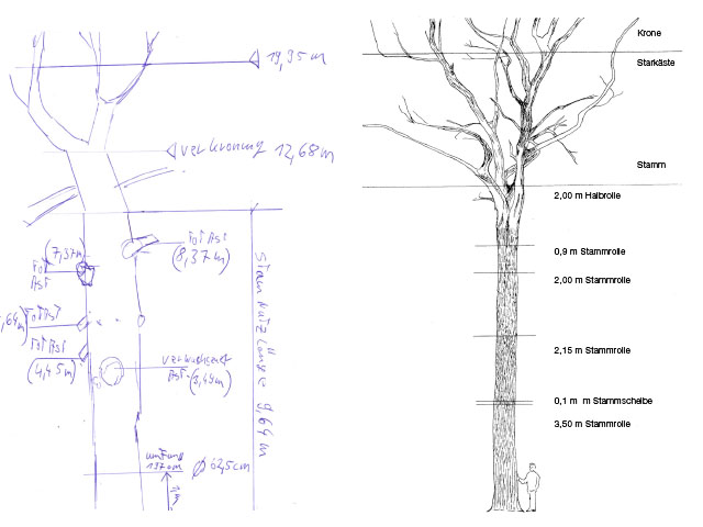 Projekt 2015: Ein Baum aus der Göhrde