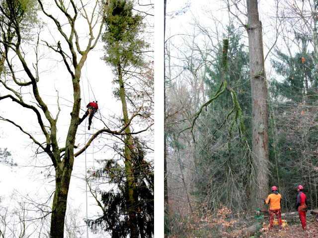 Projekt 2015: Ein Baum aus der Göhrde