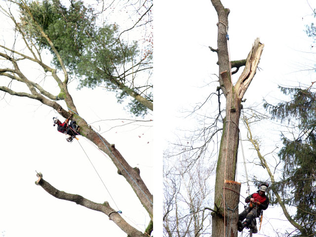 Projekt 2015: Ein Baum aus der Göhrde