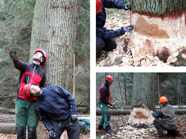 Projekt 2015: Ein Baum aus der Göhrde