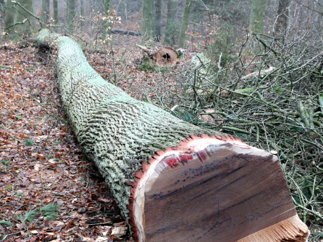 Projekt 2015: Ein Baum aus der Göhrde