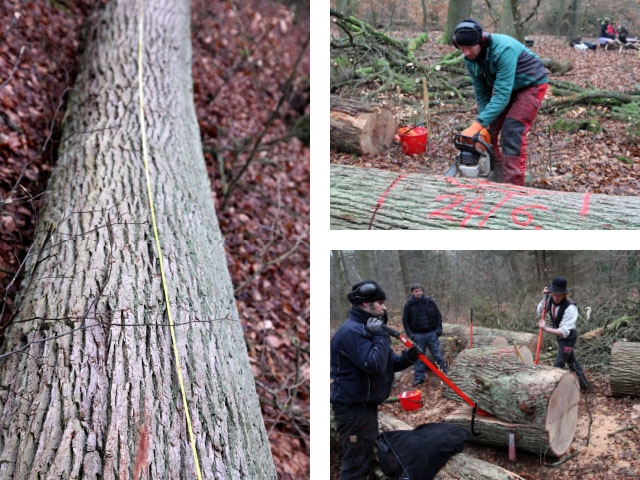 Projekt 2015: Ein Baum aus der Göhrde